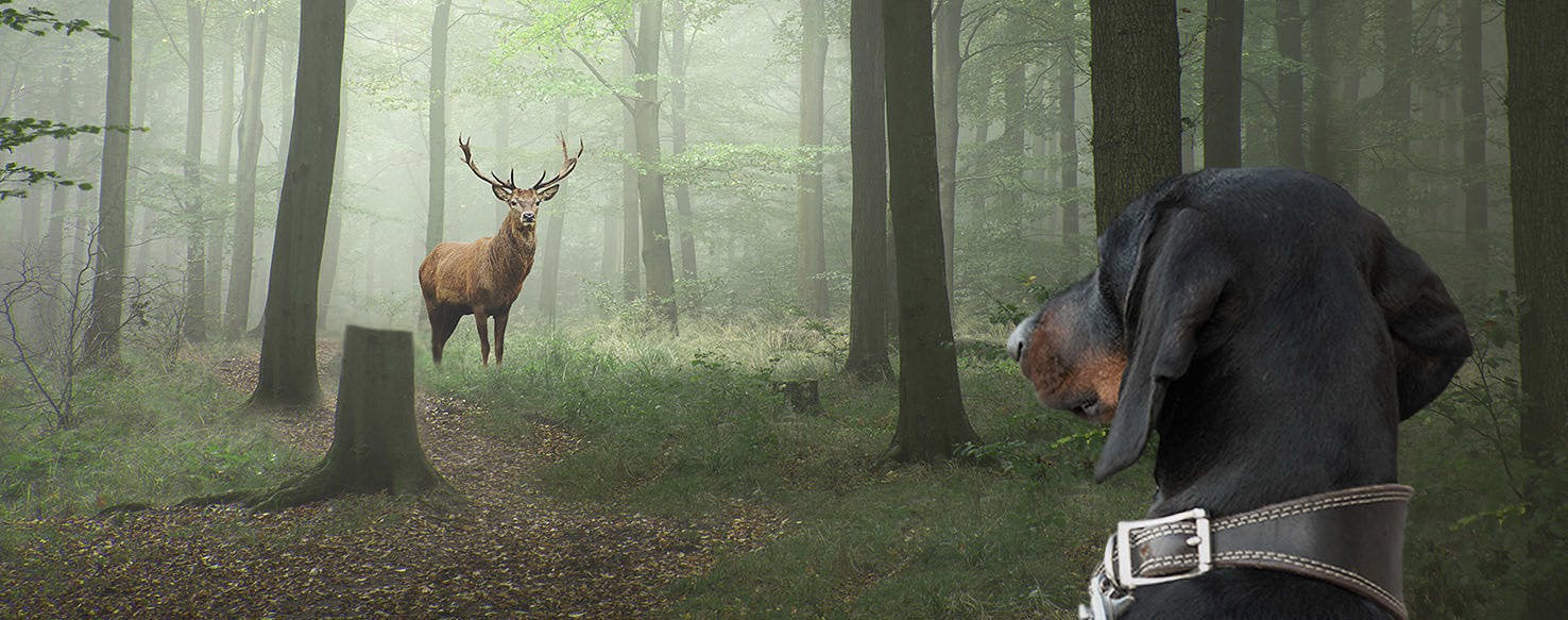 dachshund hunting deer