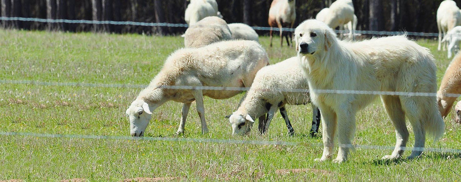 great pyrenees guard sheep