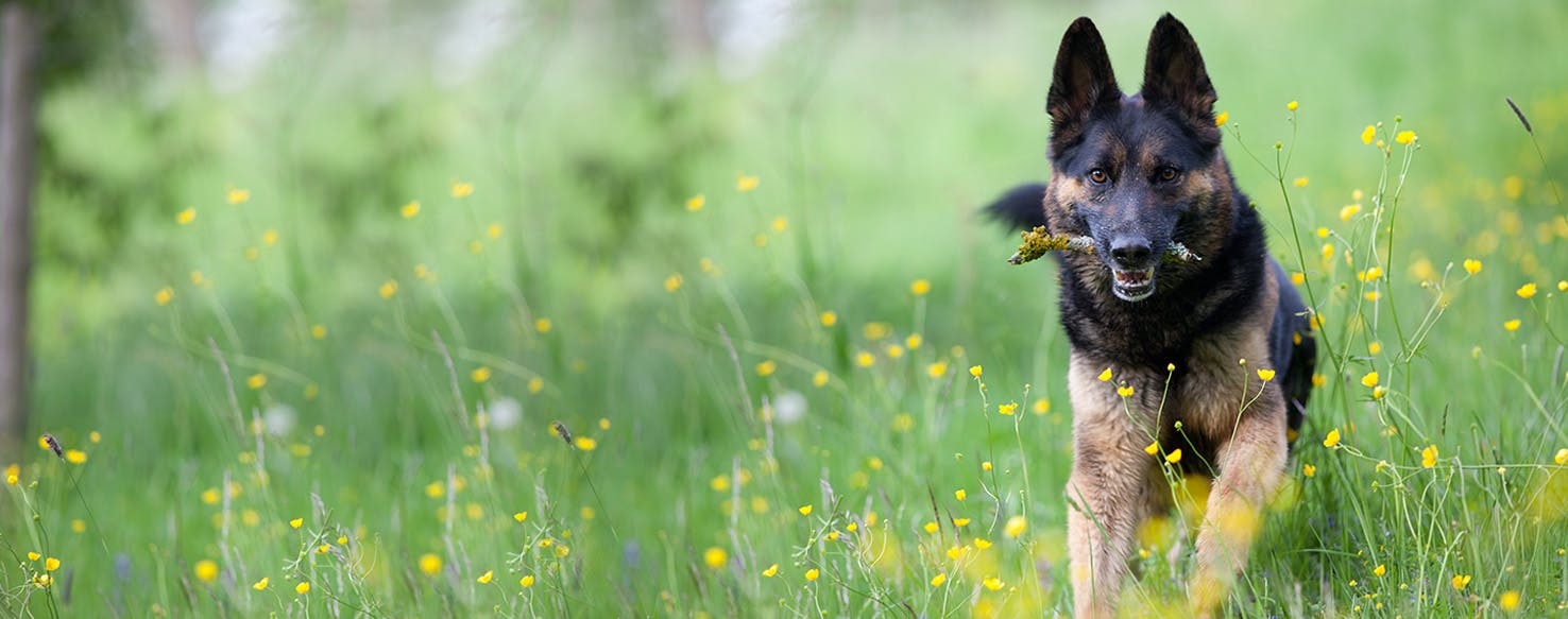 How to Train a German Shepherd to Play Fetch | Wag!