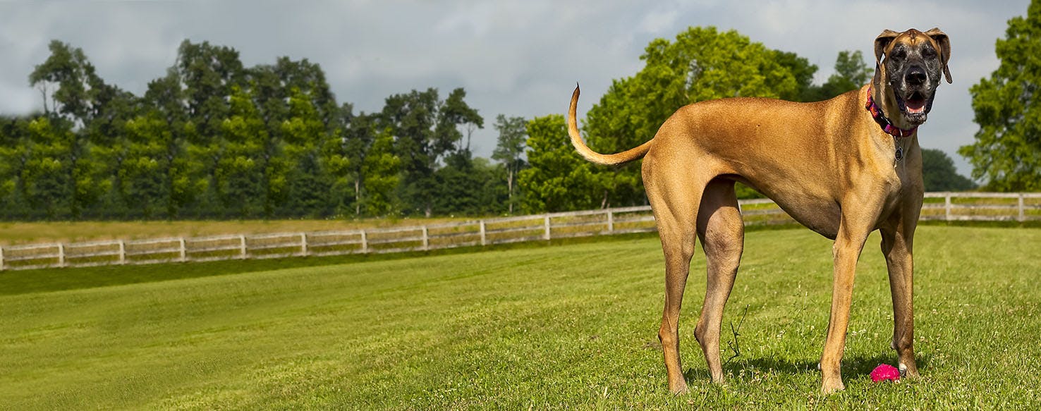 how do i stop my great dane from chewing on chairs