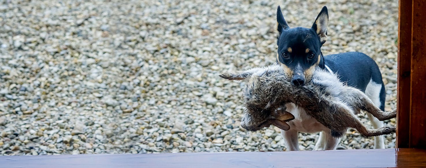 how to train your rat terrier to hunt