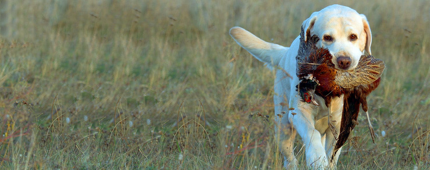 train a labrador puppy to hunt