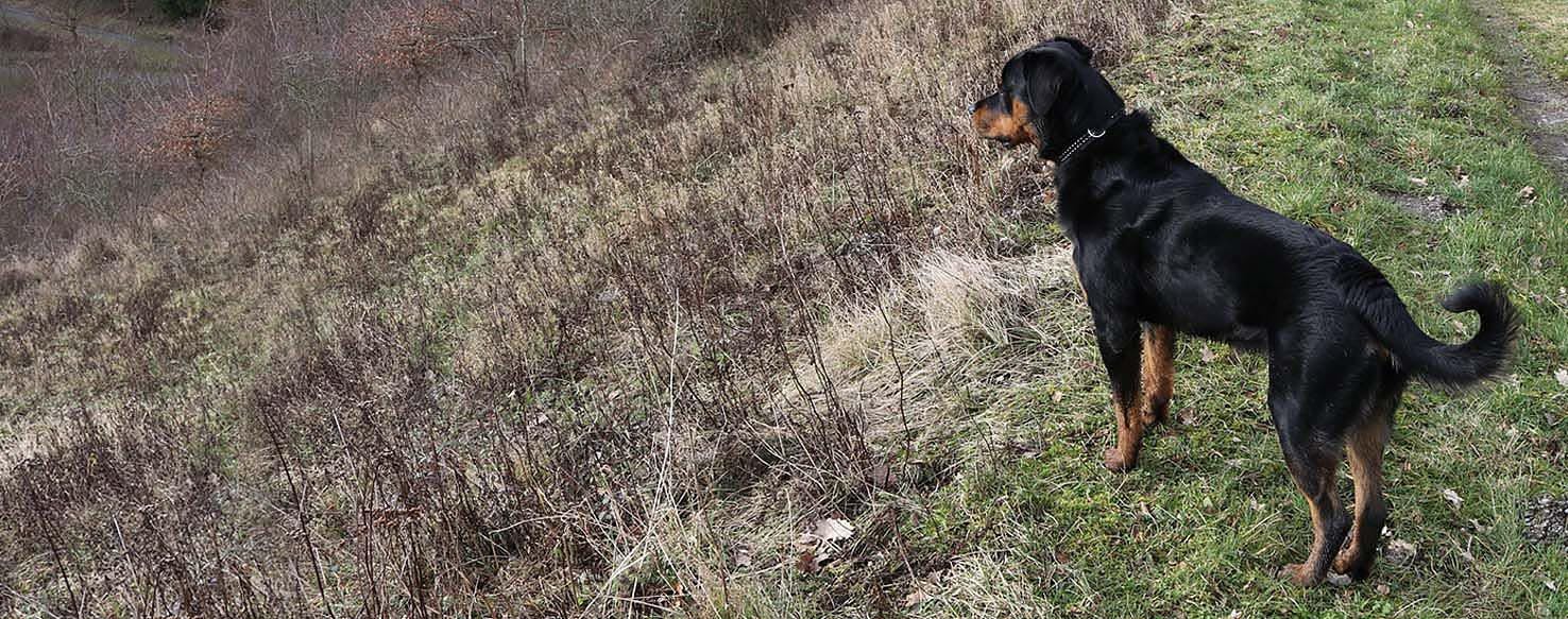 How to Train a Rottweiler to Hunt | Wag!
