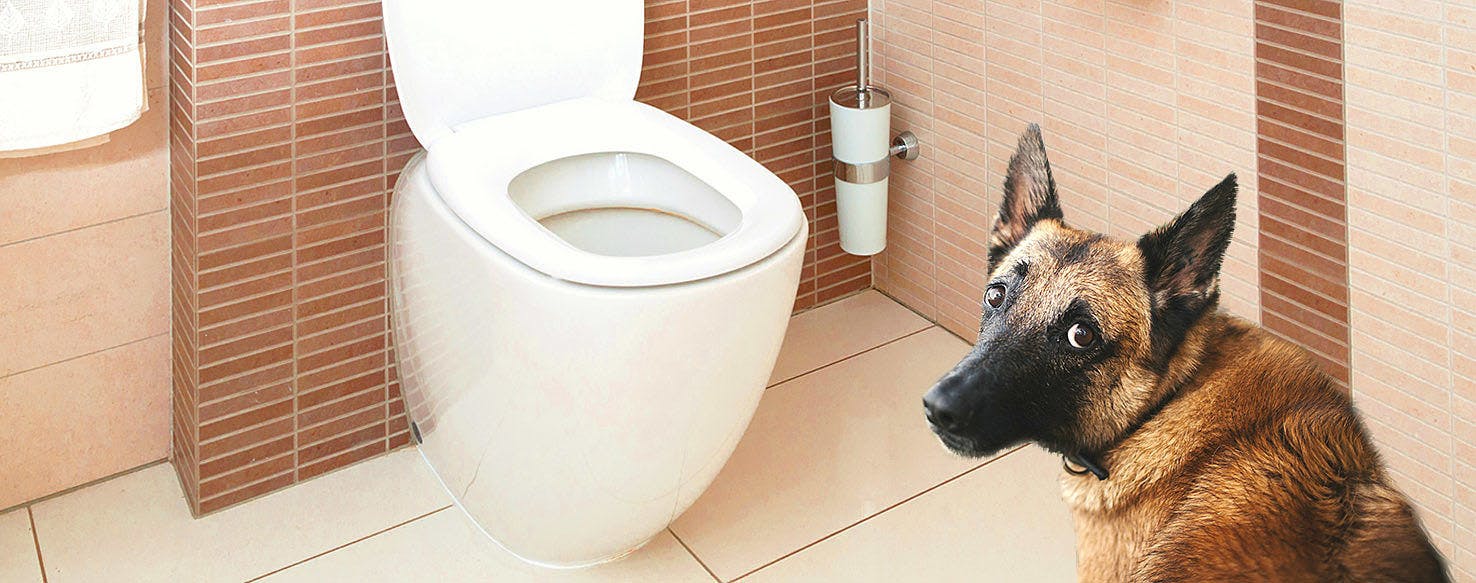dog on toilet
