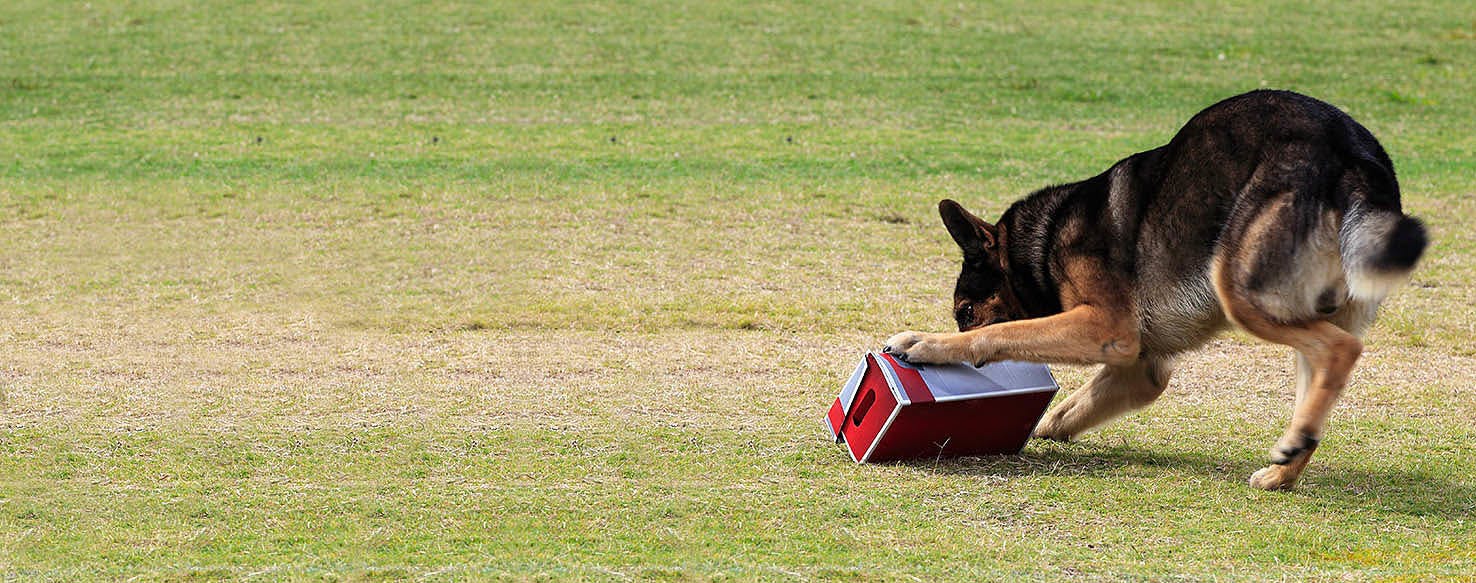 can a german shepherd be trained to hunt