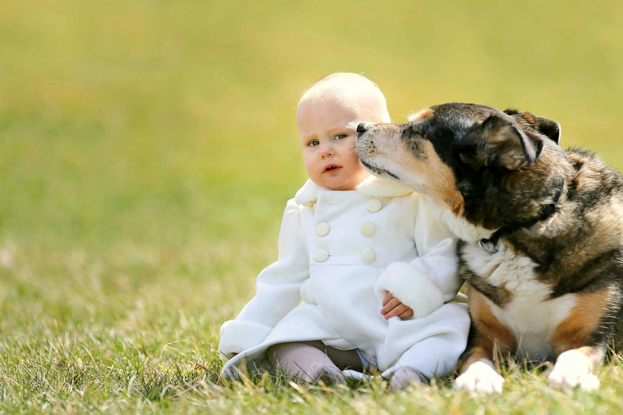 How to Train Your Dog to Accept a Baby