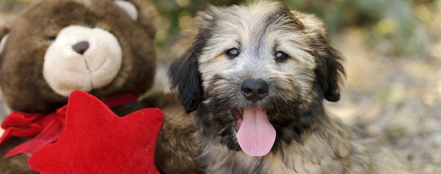 Post-Birth Routine method for How to Train Your Dog to Accept a Baby