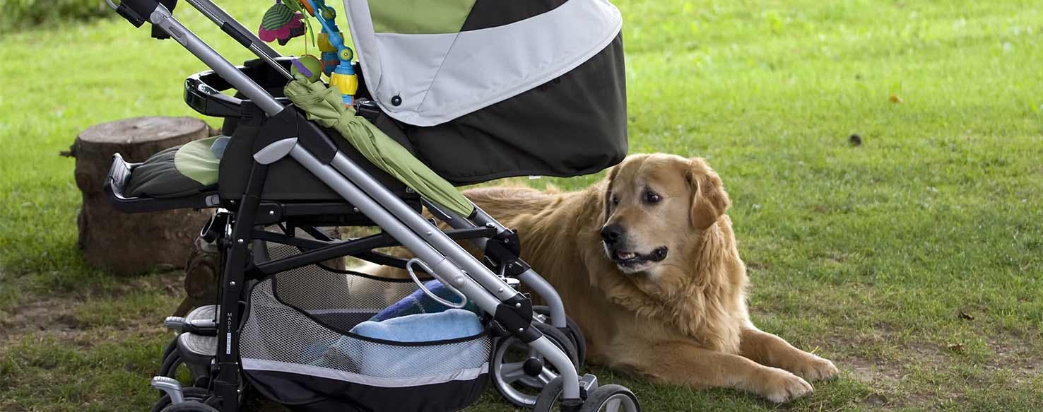 Smells and Sounds method for How to Train Your Dog to Accept a Baby