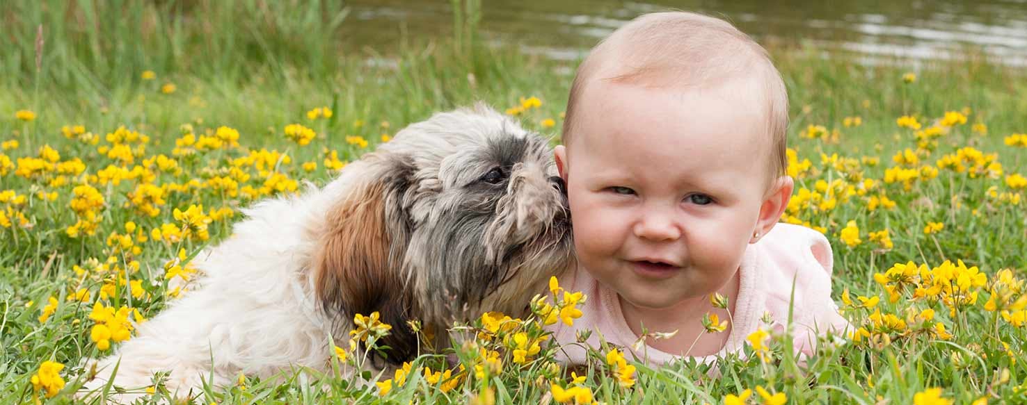 Practice Baby method for How to Train Your Dog to Accept a Baby