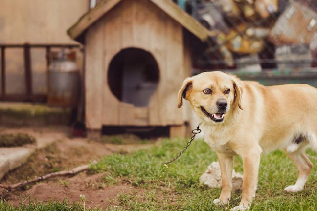 How to Train Your Dog to Accept a Kennel