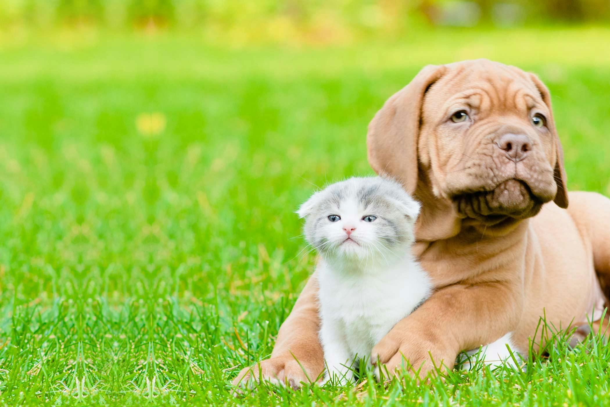 How to Train Your Dog to Accept a Kitten | Wag!