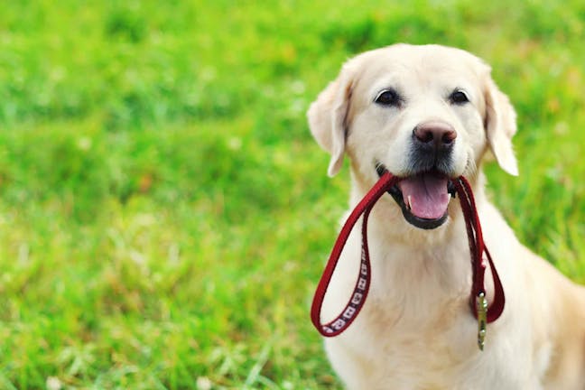 How to Train Your Dog to Accept a Leash