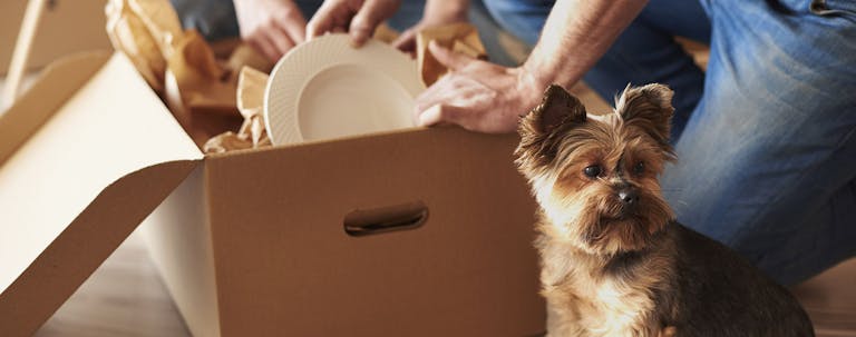 How to Train Your Dog to Accept a New Home
