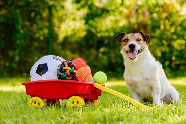 How to Train Your Dog to Accept an Object How to Train Your Dog to Accept an Object