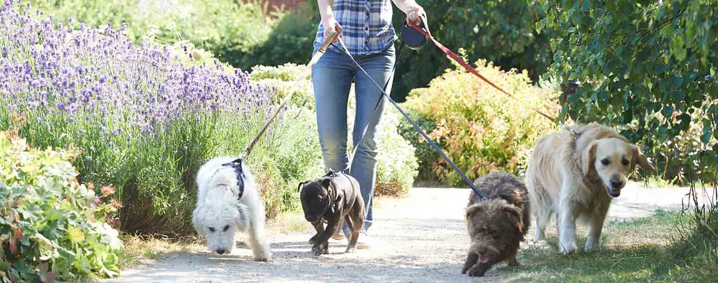 On Leash Walking method for How to Train Your Dog to Accept Another Dog