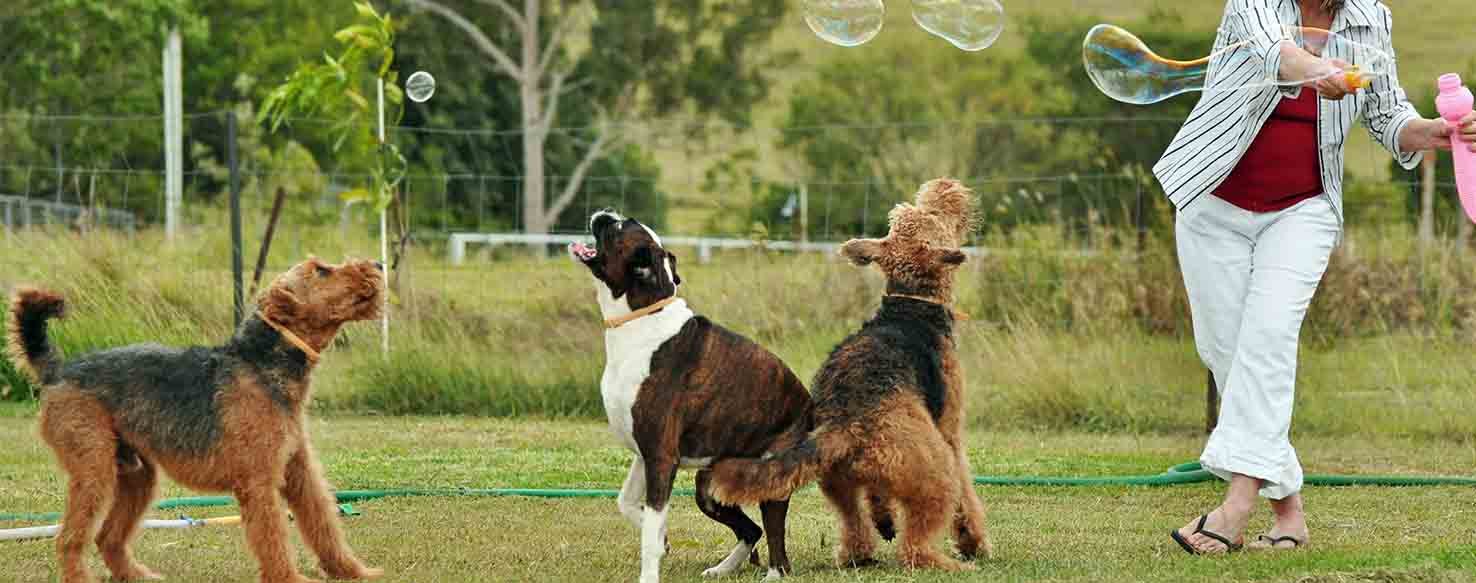 Home with Boundaries method for How to Train Your Dog to Accept Another Dog