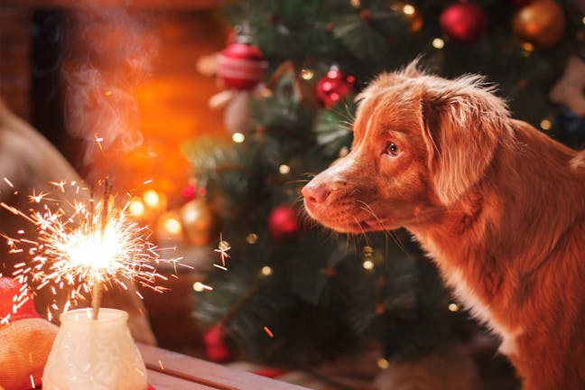 How to Train Your Dog to Stay Calm During Fireworks