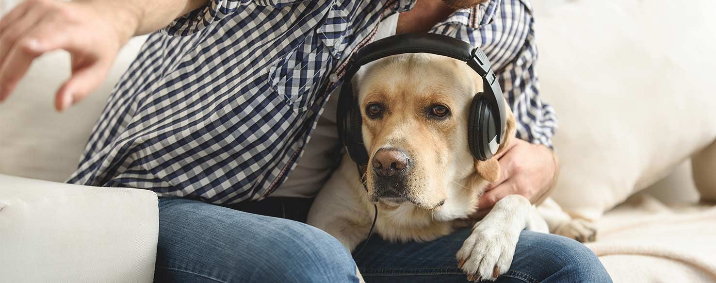 Desensitization method for How to Train Your Dog to Stay Calm During Fireworks