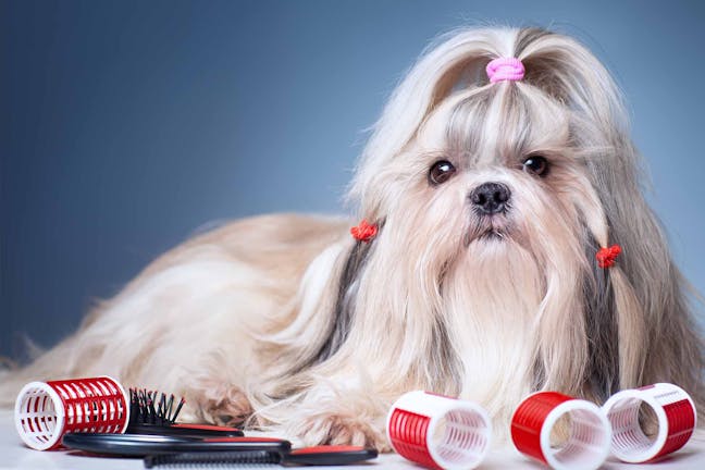 How to Train Your Dog to Accept Grooming