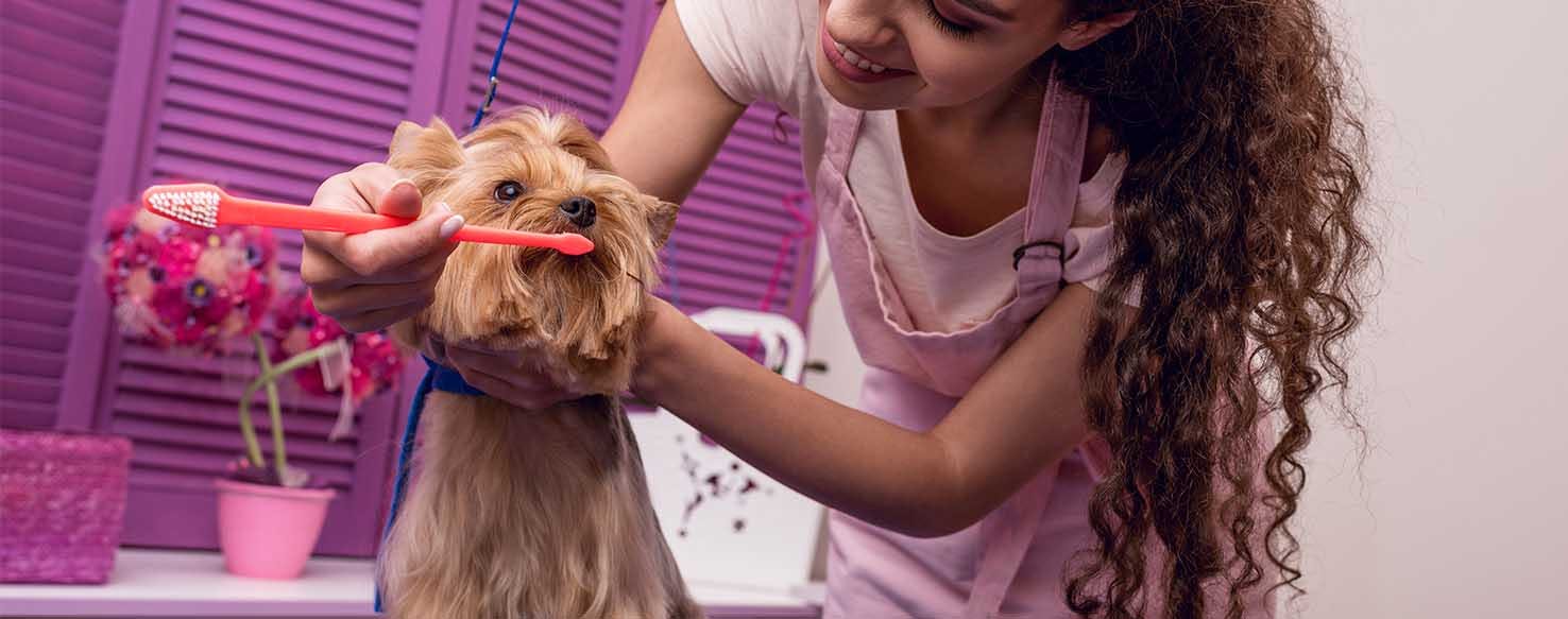 Dental Care method for How to Train Your Dog to Accept Grooming