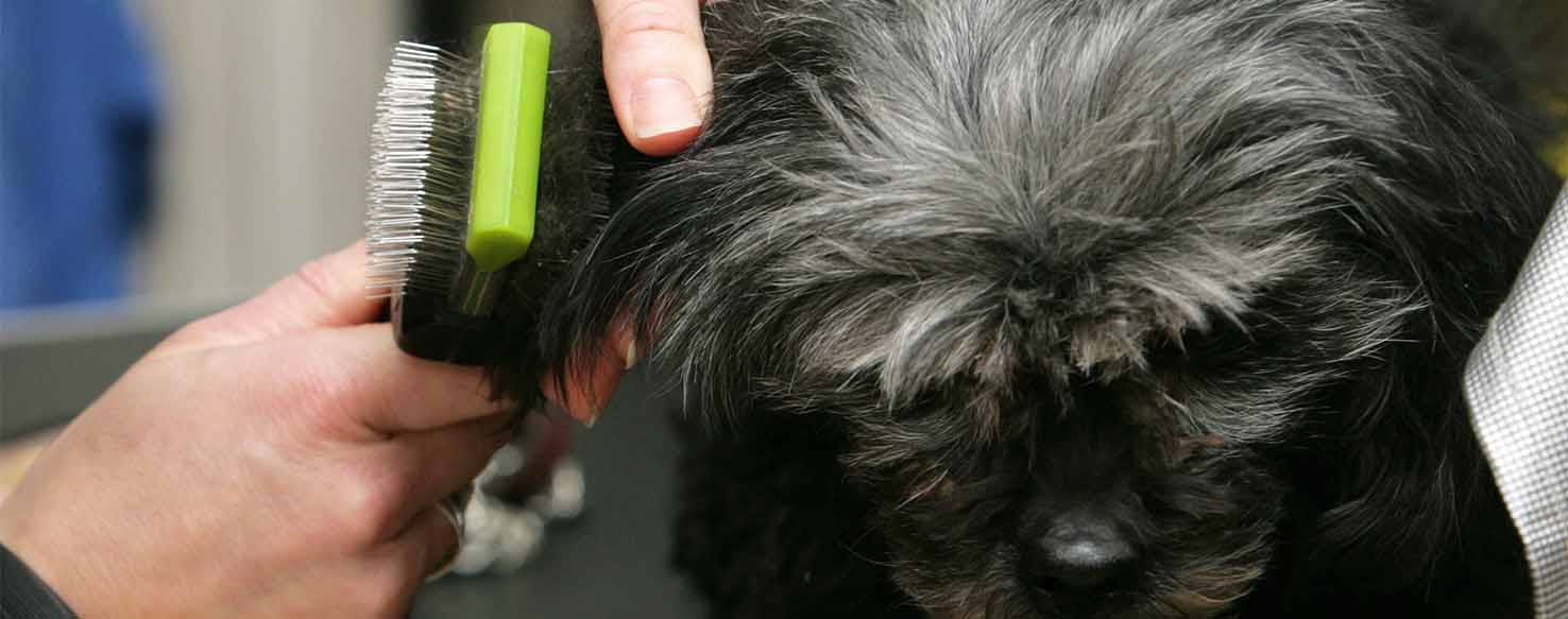 Brushing method for How to Train Your Dog to Accept Grooming