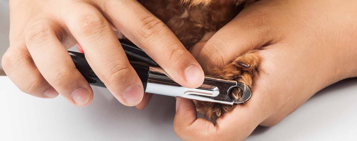 Nail Clipping method for How to Train Your Dog to Accept Grooming