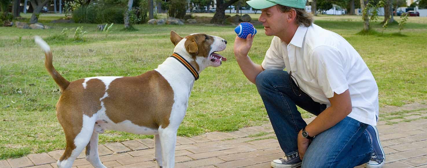 Strangers = Treats method for How to Train Your Dog to Accept Strangers