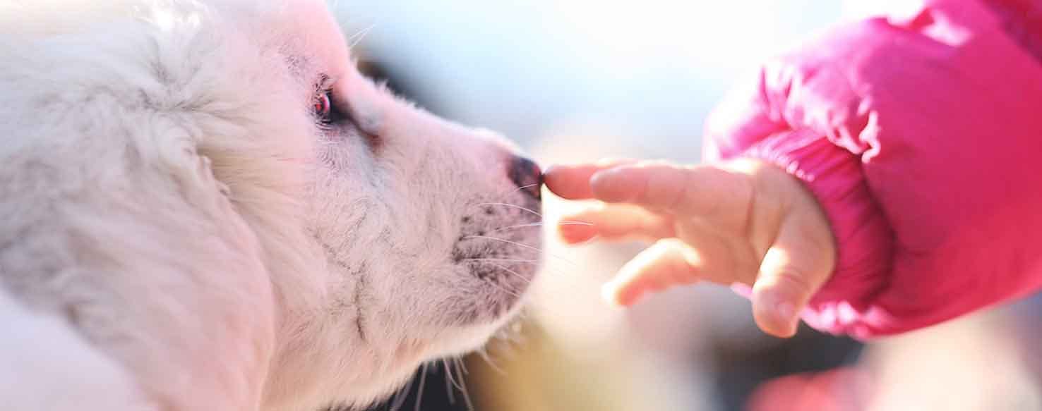 Nose Touch method for How to Train Your Dog to Act Ashamed