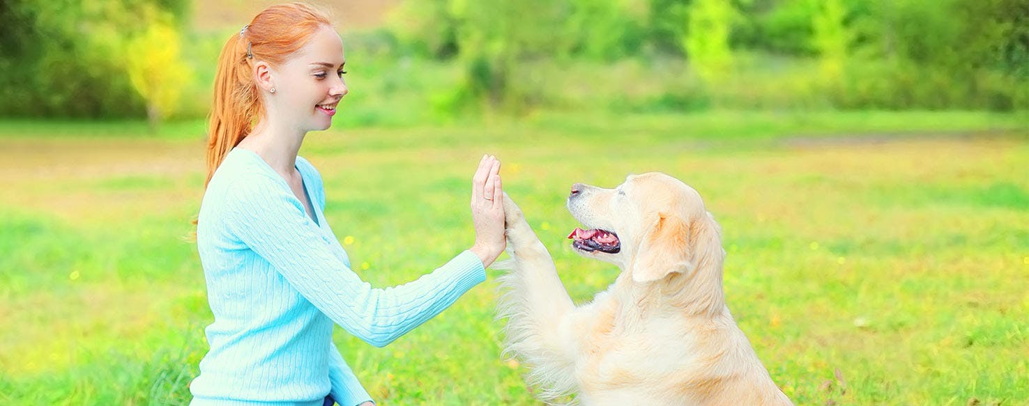 Dramatic Stand-Off method for How to Train Your Dog to Act Like He Was Shot