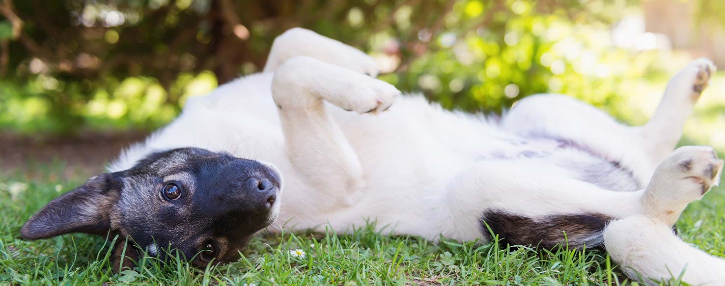 Click-Bang method for How to Train Your Dog to Act Like He Was Shot