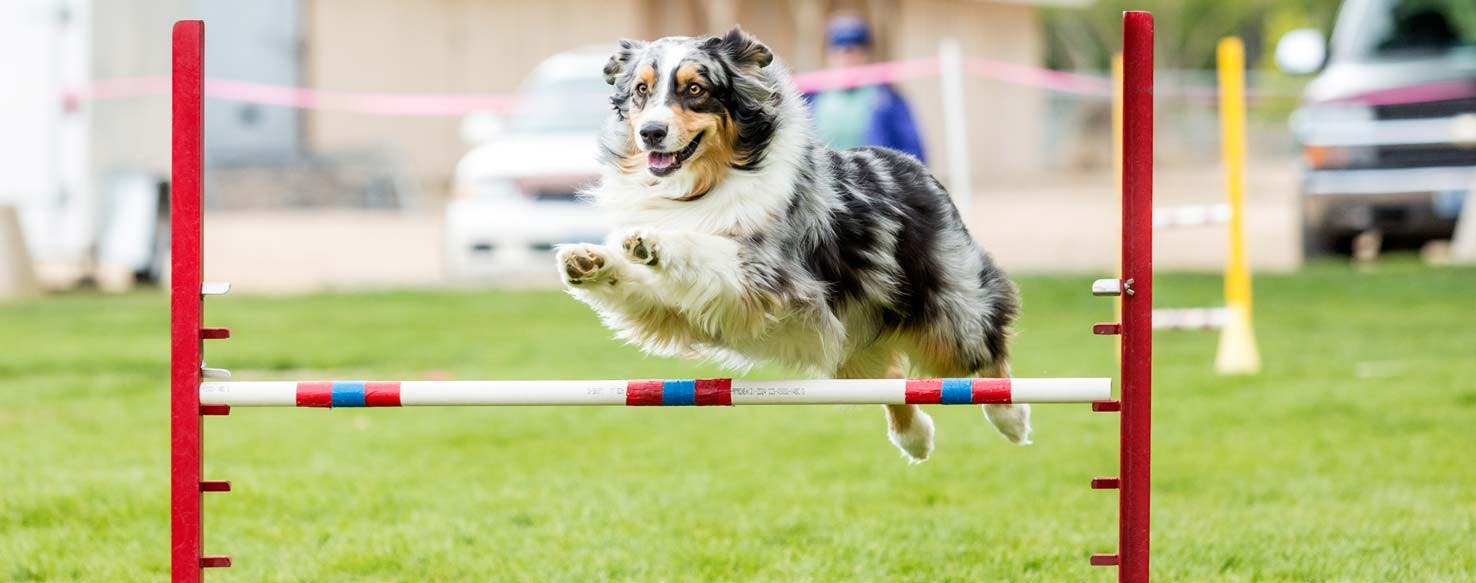 Lead Together method for How to Train Your Dog to Agility Jump