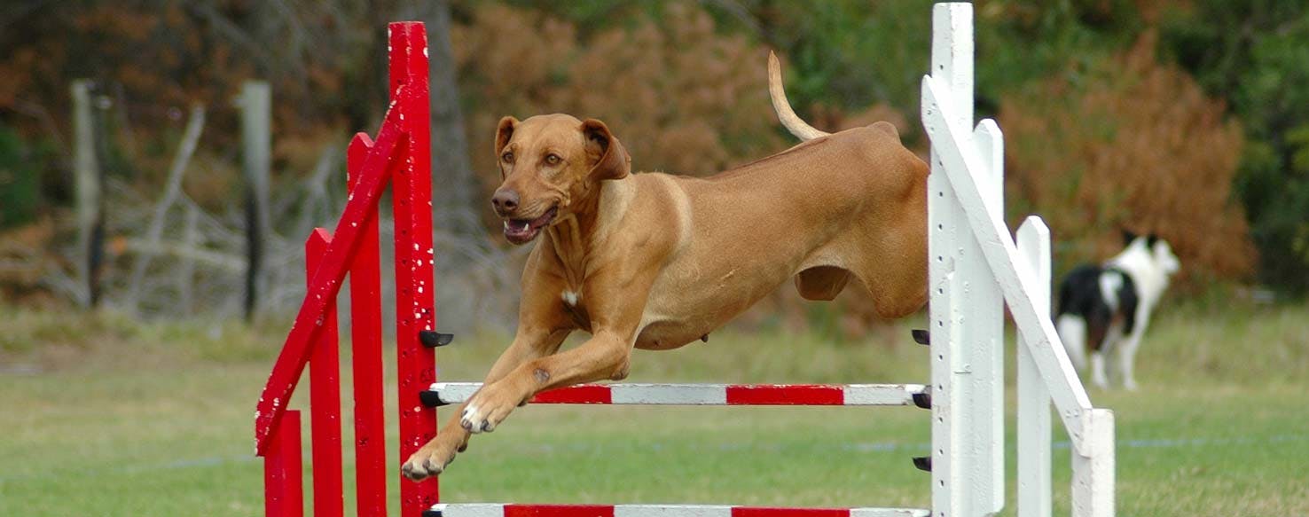 Team Approach method for How to Train Your Dog to Agility Jump