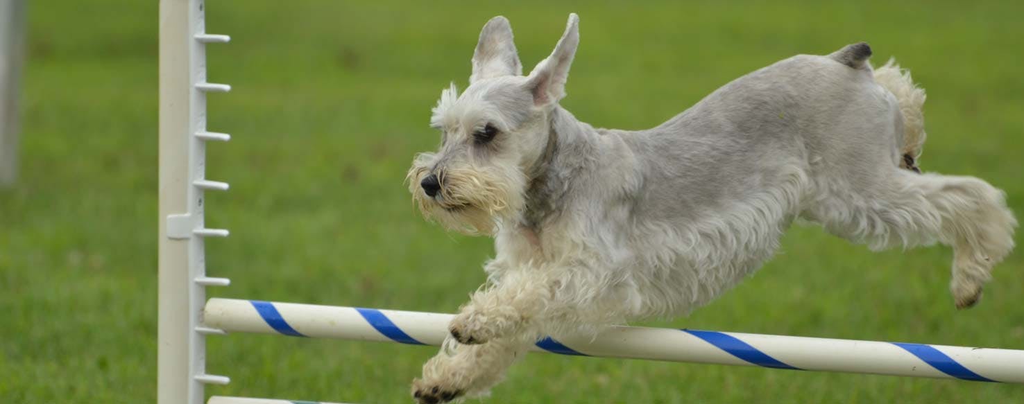 Retrieval method for How to Train Your Dog to Agility Jump