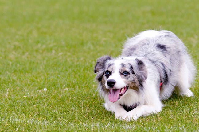 How to Train Your Dog to Army Crawl How to Train Your Dog to Army Crawl