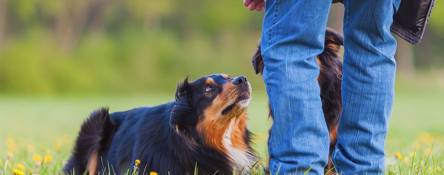 Hand Signal method for How to Train Your Dog to Army Crawl