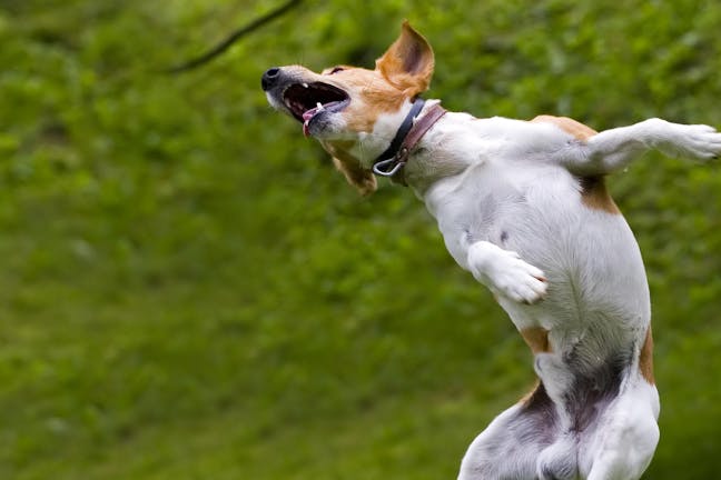 How to Train Your Dog to Back Flip How to Train Your Dog to Back Flip