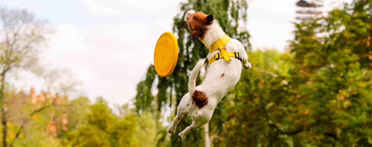Frisbee method for How to Train Your Dog to Back Flip
