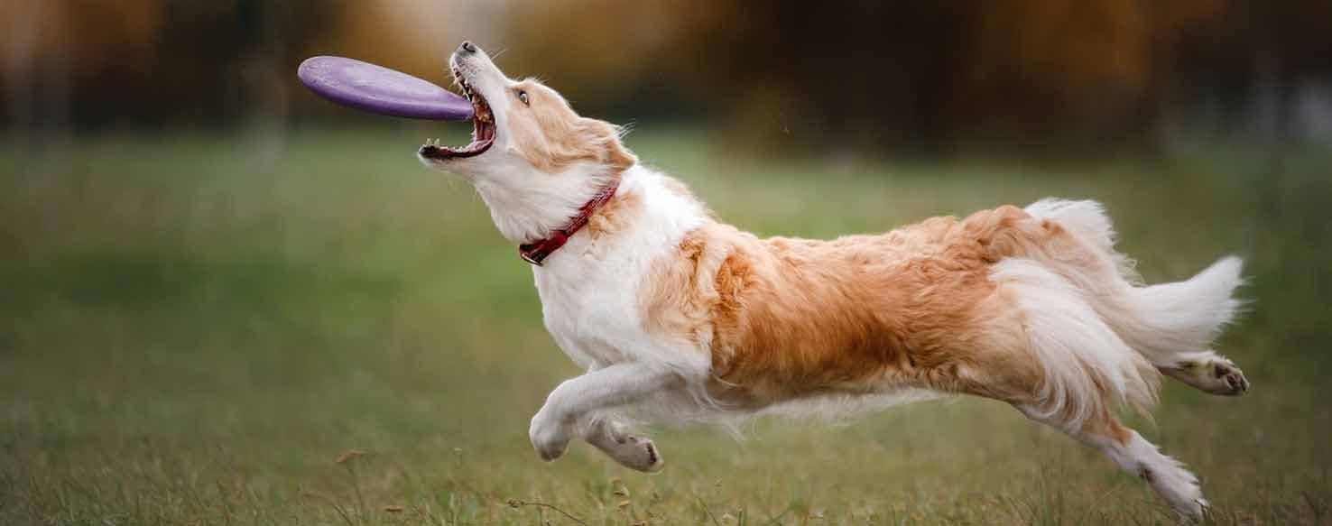 Sit and Flip method for How to Train Your Dog to Back Flip