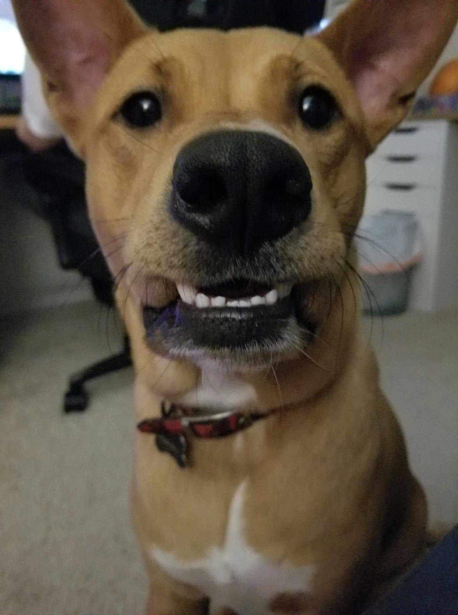 Video: Dog balances tower of treats on his nose