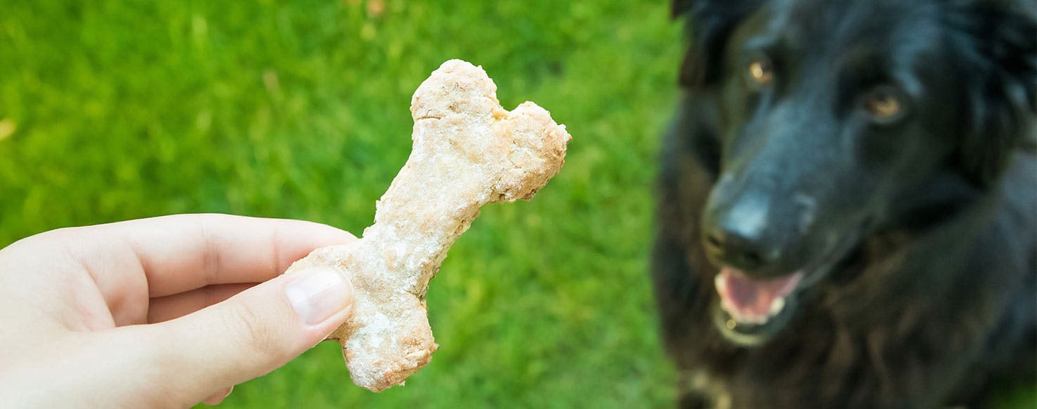 Sit and Hold method for How to Train Your Dog to Balance Treat on Nose