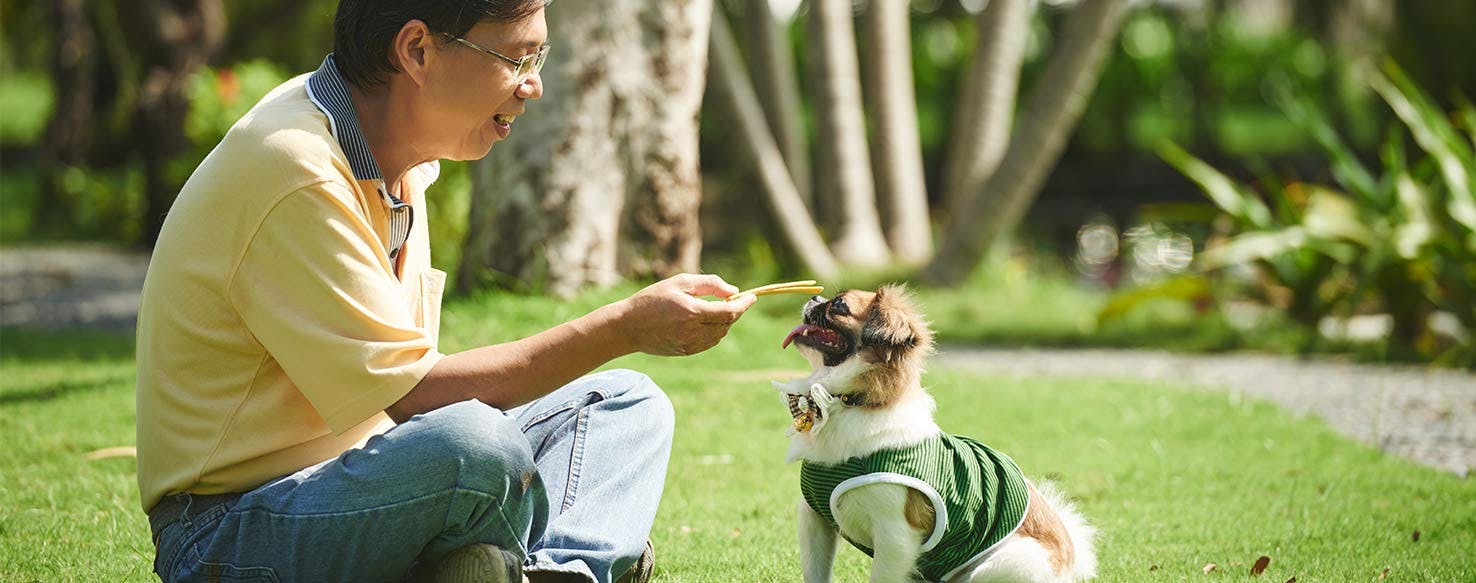 Object Build Up method for How to Train Your Dog to Balance Treat on Nose