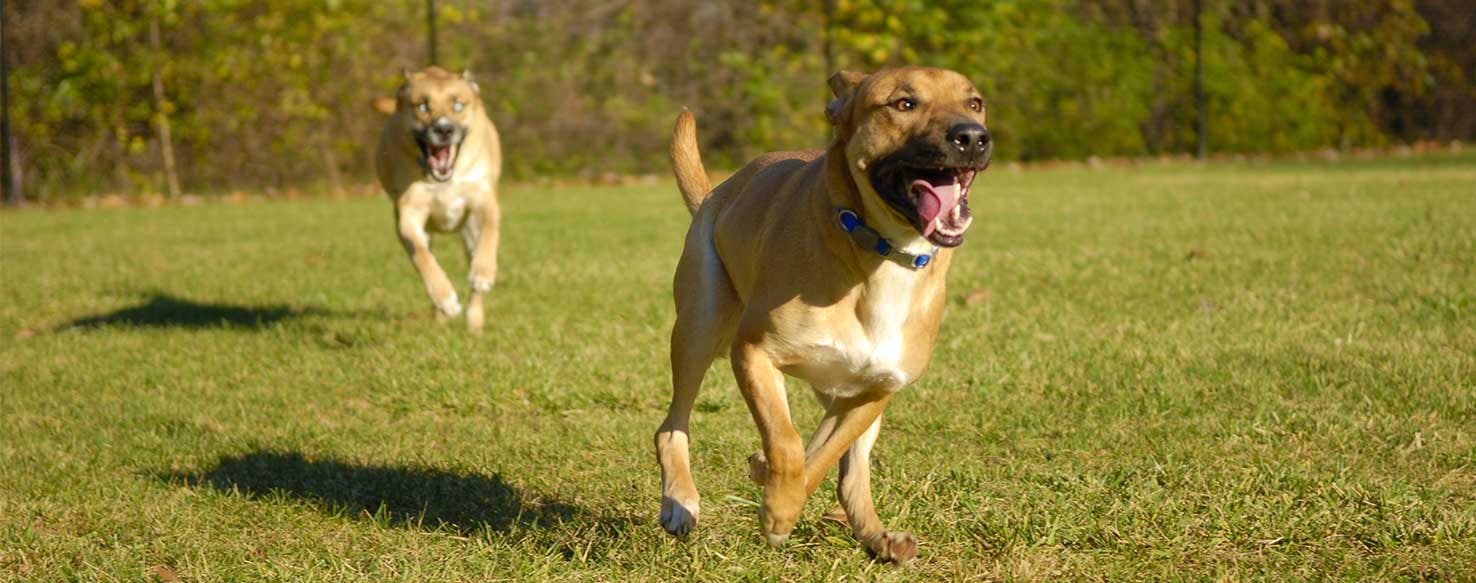 Bark and Run method for How to Train Your Dog to Bark at Intruders