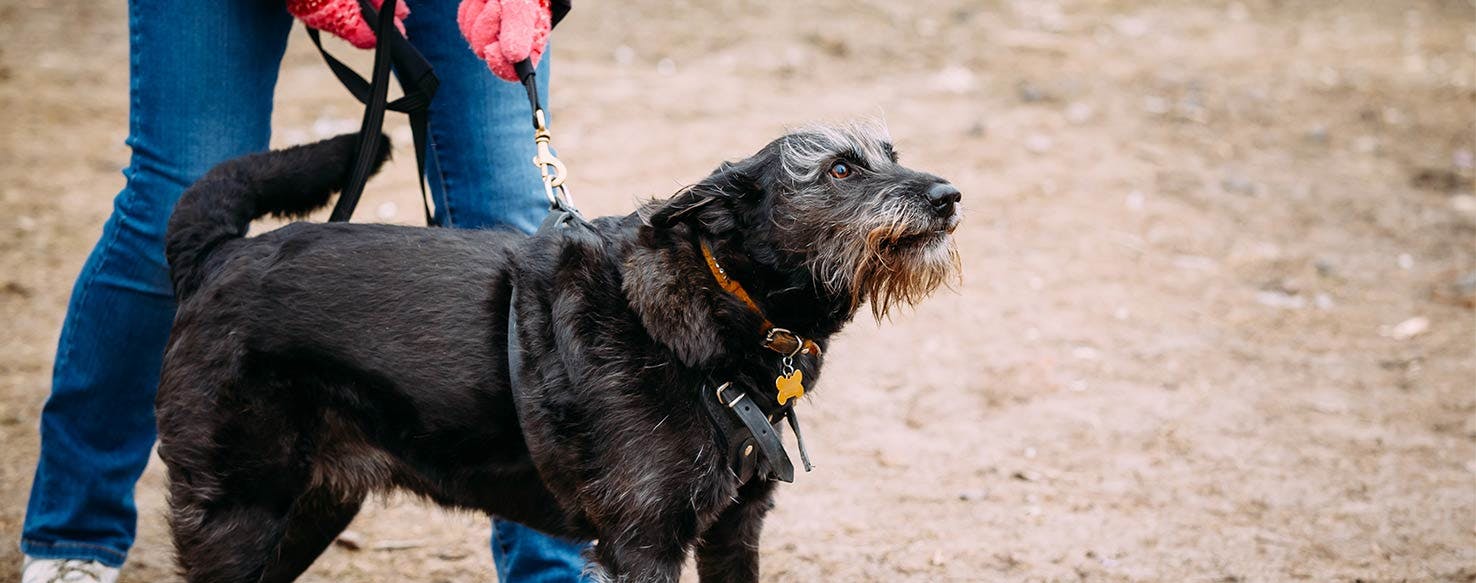 Boundaries and Quiet method for How to Train Your Dog to Bark at Intruders