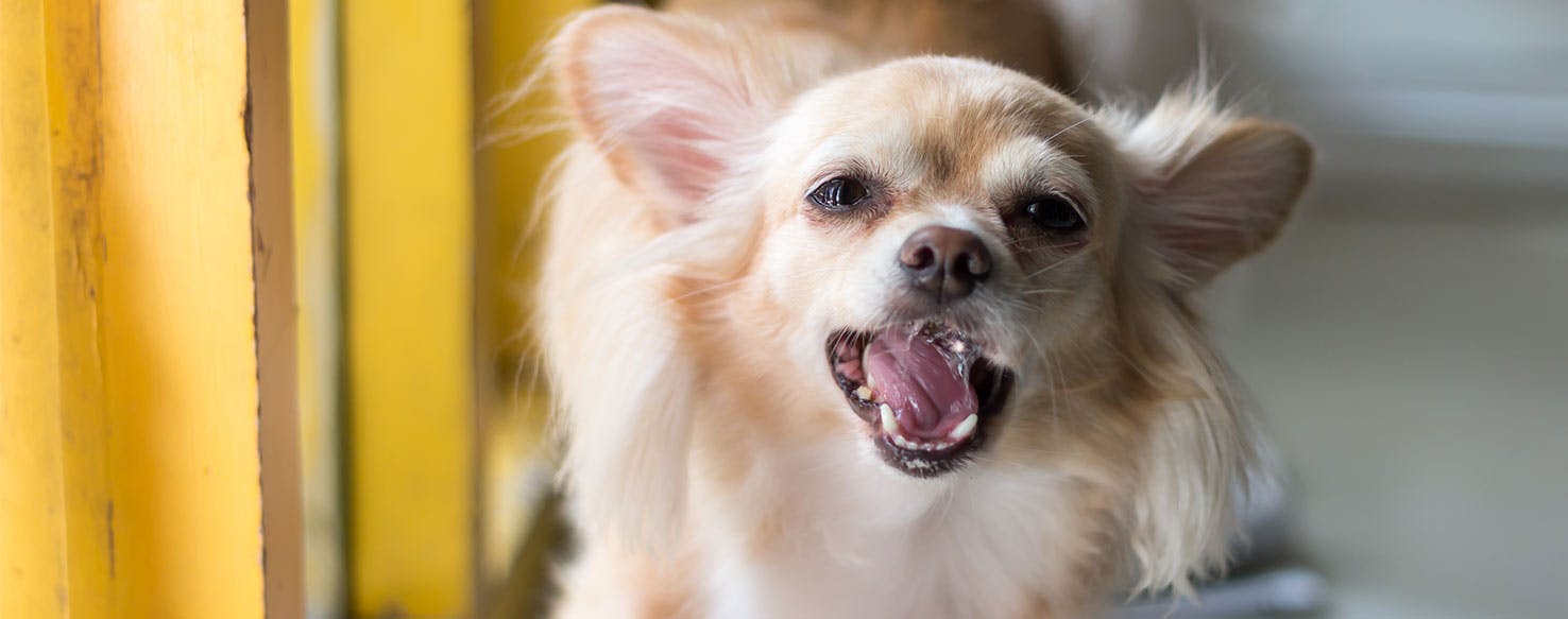 Anticipate the Bark method for How to Train Your Dog to Bark at the Door