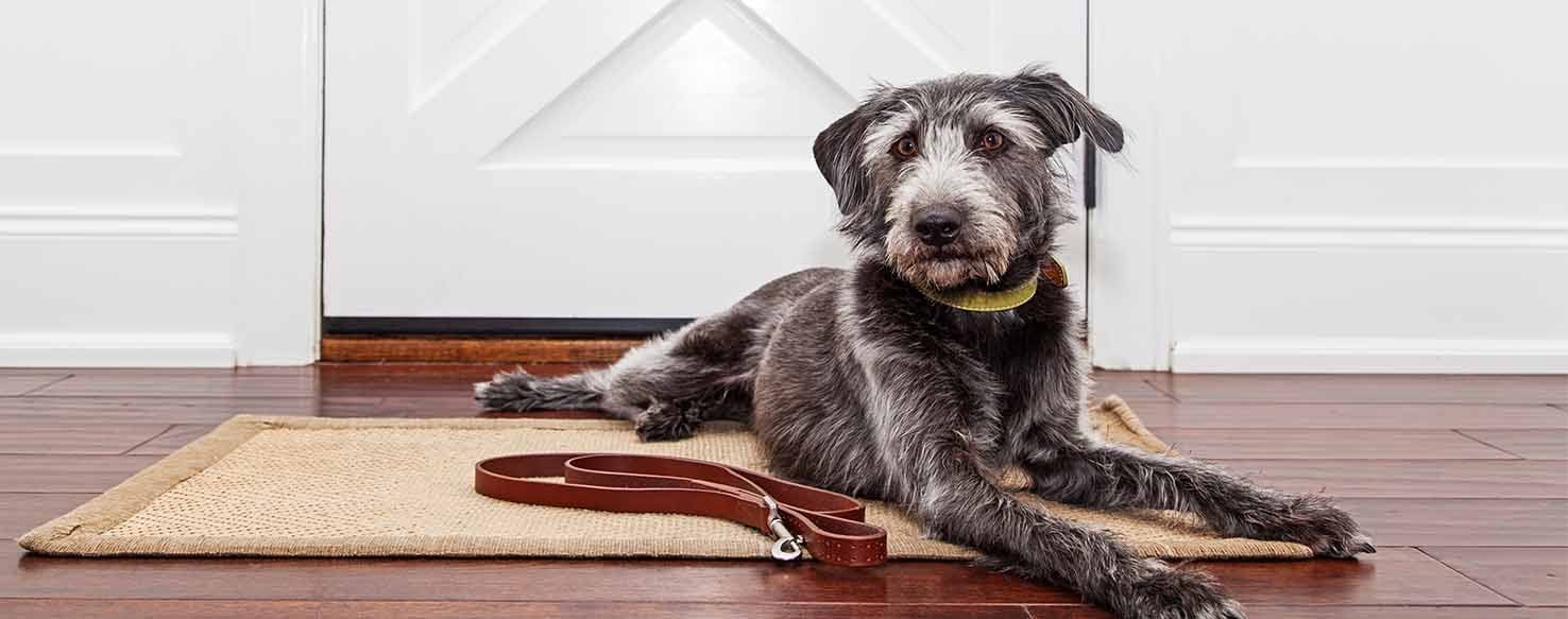Manage His Territory method for How to Train Your Dog to Bark at the Door