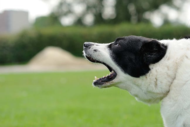 How to Train Your Dog to Bark How to Train Your Dog to Bark