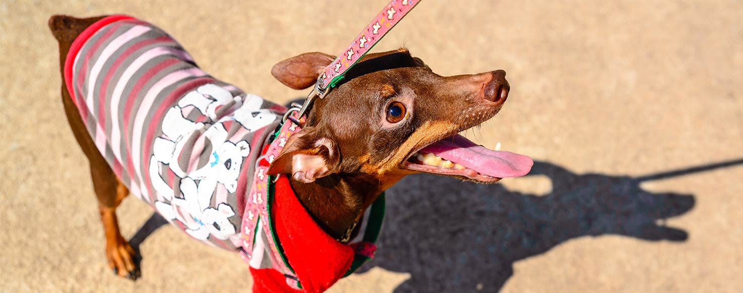 Quiet then Speak method for How to Train Your Dog to Bark