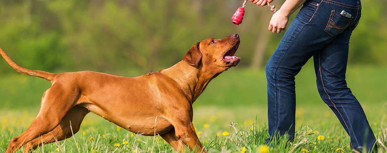 Body Language method for How to Train Your Dog to Bark
