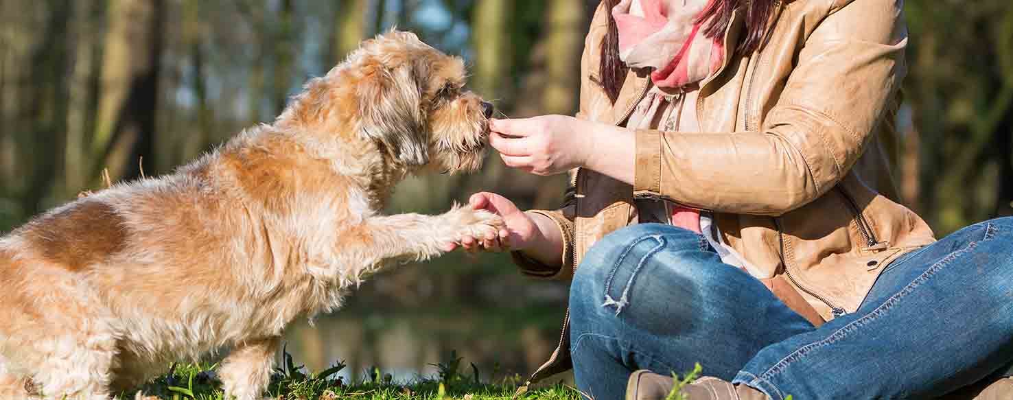 Obedience Training method for How to Train Your Dog to Be a Comfort Dog