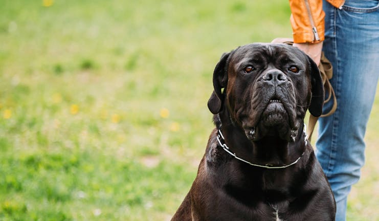 How to Train Your Cane Corso Dog to Be a Guard Dog